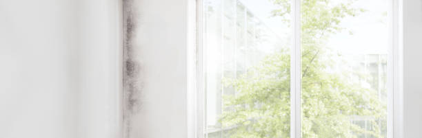 Best Real Estate Mold Inspection  in Village Of Oak Creek, AZ