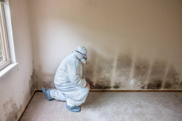 Best Black Mold Removal  in Village Of Oak Creek, AZ