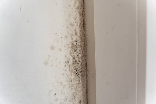 Best HVAC Mold Inspection and Cleaning  in Village Of Oak Creek, AZ