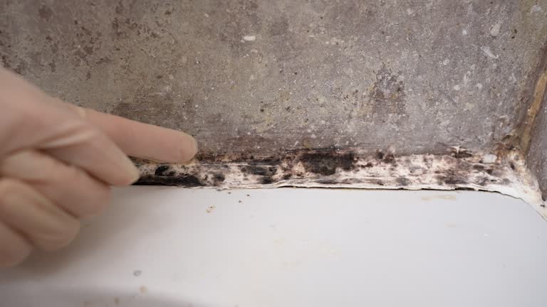 Best Environmental Consulting for Mold Prevention  in Village Of Oak Creek, AZ