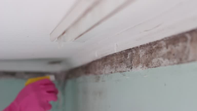 Best Mold Odor Removal Services  in Village Of Oak Creek, AZ
