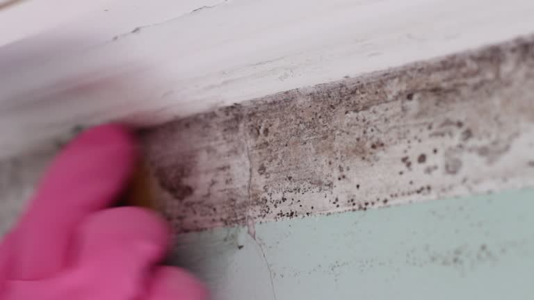 Best Mold Documentation for Insurance Claims  in Village Of Oak Creek, AZ